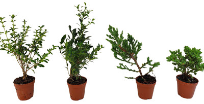 2" Pre-Bonsai Assortment